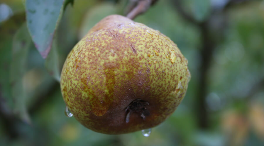 La Pera Ruzza, risorsa genetica arborea dell'Umbria